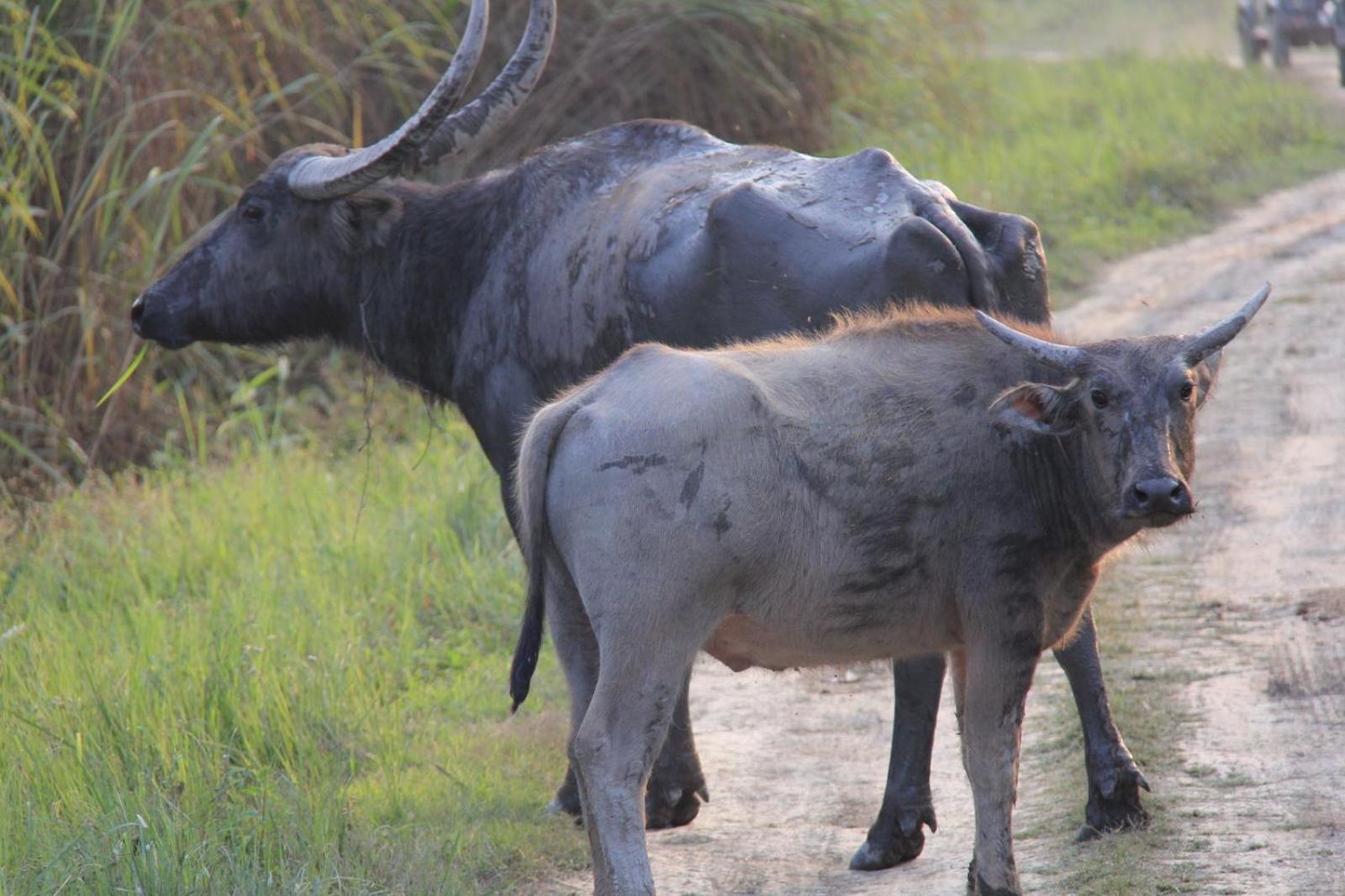 Royale De' Casa Resort Kaziranga Ngoại thất bức ảnh