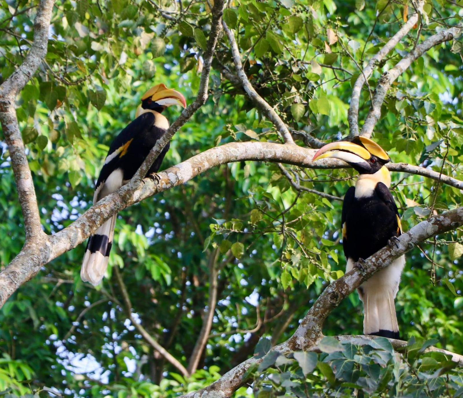 Royale De' Casa Resort Kaziranga Ngoại thất bức ảnh