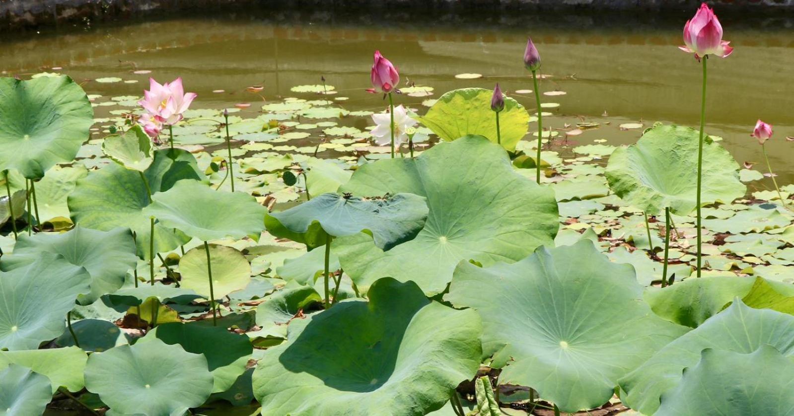 Royale De' Casa Resort Kaziranga Ngoại thất bức ảnh