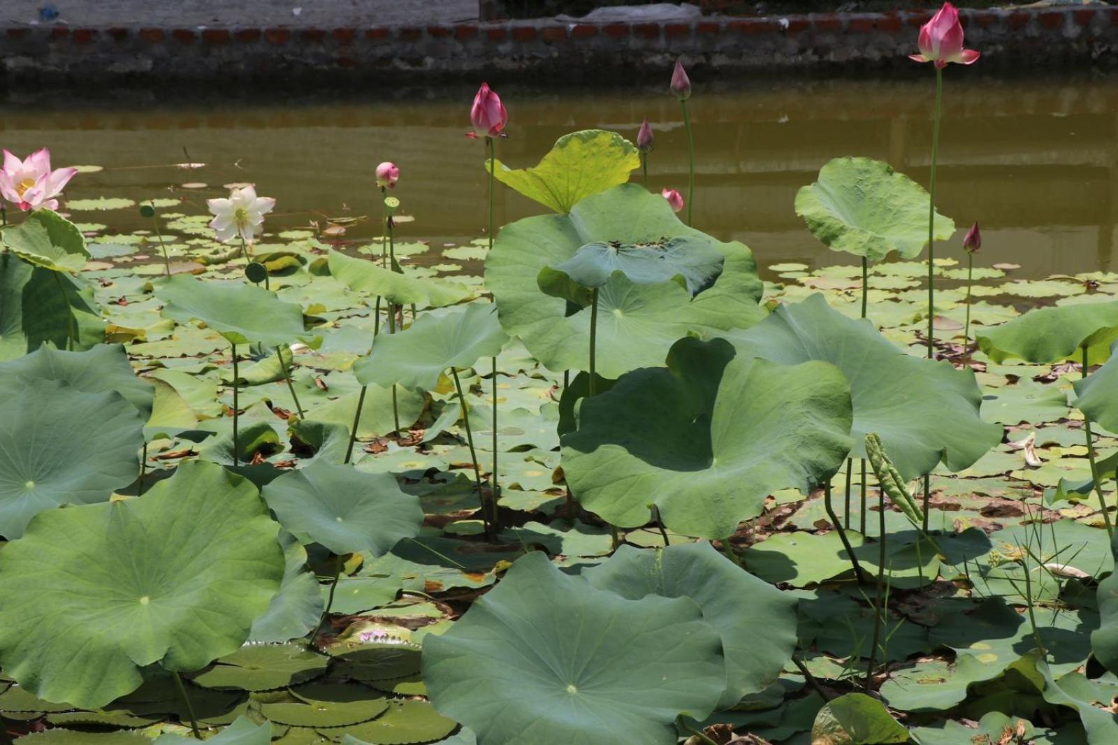 Royale De' Casa Resort Kaziranga Ngoại thất bức ảnh